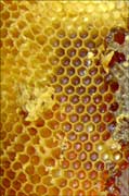 Honey in cells