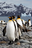 King Penguins