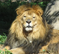 Lion sitting