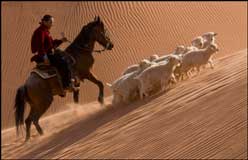 Navajo farmer herding sheep