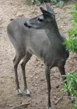 Deer listening for danger