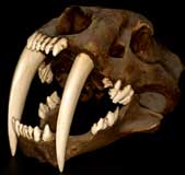 Saber Tooth Tiger skull museum exhibit