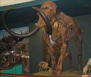 Wooly mammoth skeleton museum exhibit