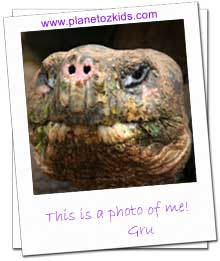 Gru the Galapagos Tortoise