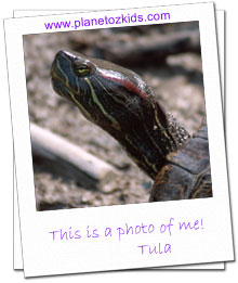 Tula the Red-eared slider Terrapin