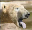 Polar Bear tongue