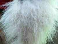 Polar Bear fur