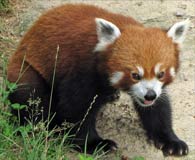 Red Panda face and coat markings