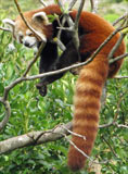 Red Panda watching from a tree