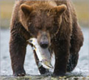 Grizzly with salmon