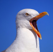 Seagull crying