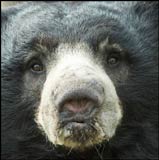 Closeup of Sloth Bear's muzzle