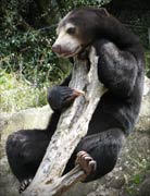 Sun Bear climbing a tree