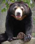 Sun Bear hairless paw pads, and long claws