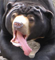 Sun Bear tongue