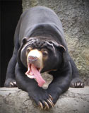 Sun Bear strong paws and jaw