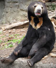 Sun Bear resting