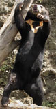 Sun Bear standing up