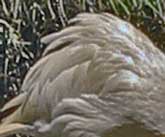 Grey swan feathers