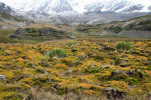 Antarctic tundra on South Georgia Island