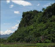 Tropical rainforest in Vietnam