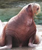 Walrus